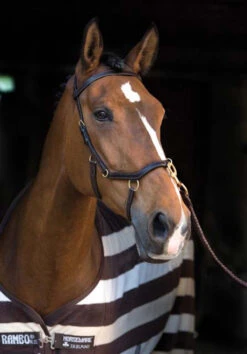 Horseware Ireland Rambo Original Micklem Multibridle -Horseware Ireland Sales aaaaaaailvimage1 11393 18258.1527306629