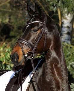 Passier Apollo Patent Leather Snaffle Bridle -Horseware Ireland Sales aaaaaaayvpimage1 23720 86399.1690318615