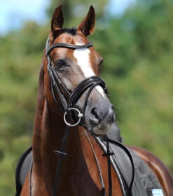 Passier Apollo Patent Leather Snaffle Bridle -Horseware Ireland Sales apollo bridle graphite brow horse front 880 passier 63817.1690318635