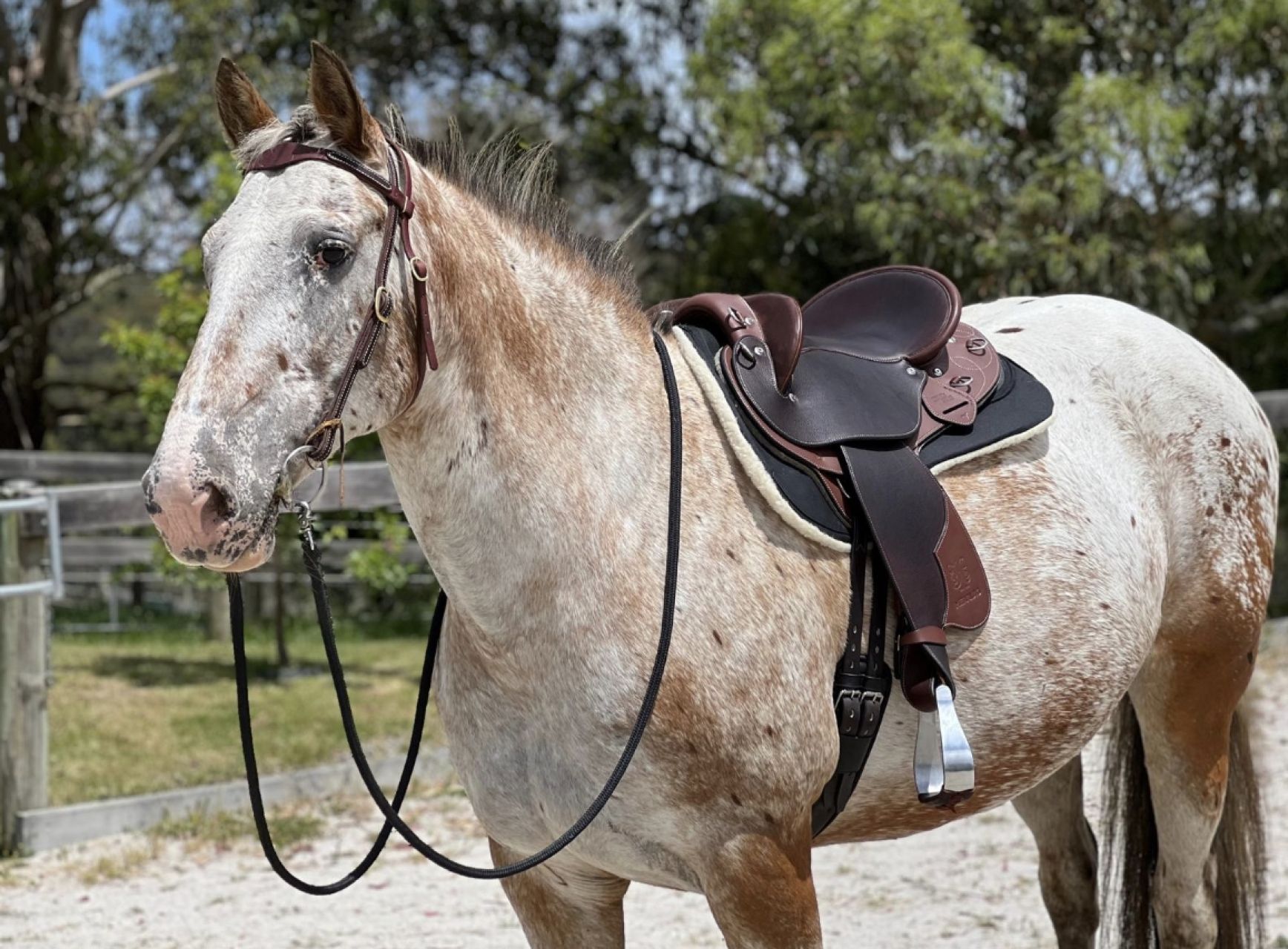 Front Page -Horseware Ireland Sales IMG 4760